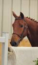 Magnifique cheval Z 