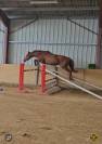 Magnifique cheval Z 