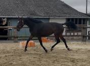 Top jument 3 ans Bisquet Balou GFE