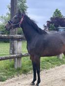 Top jument 3 ans Bisquet Balou GFE