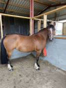 Ponette Welsh Cob type C 
