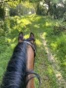 Ponette Welsh Cob type C 