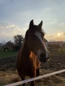 Ponette Welsh Cob type C 
