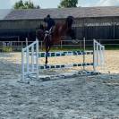 Hongre 4ans SF