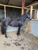 Ponette taille C 7 ans 
