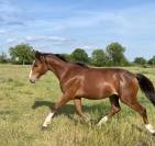 Poulain 2024  PFS futur D 
