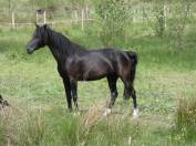 Jument Rocky Mountain Horse de 5ans