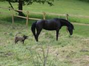 Jument Rocky Mountain Horse de 5ans