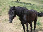 Jument Rocky Mountain Horse de 5ans