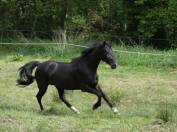 Jument Rocky Mountain Horse de 5ans