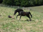 Jument Rocky Mountain Horse de 5ans
