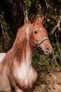 Pouliche rocky mountain horse silver bai roan de 1an
