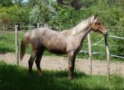 Pouliche rocky mountain horse silver bai roan de 1an