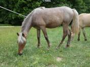 Pouliche rocky mountain horse silver bai roan de 1an