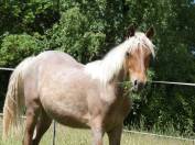 Pouliche rocky mountain horse silver bai roan de 1an