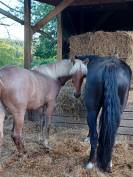 Pouliche rocky mountain horse silver bai roan de 1an