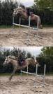 Trueno - beau poney espagnol