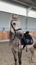 Trueno - beau poney espagnol