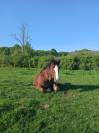 Vendre poulain
