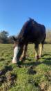 Vendre poulain