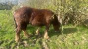 Vendre poulain