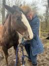 Vendre poulain