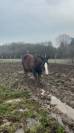 Vendre poulain