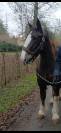 Vendre poulain