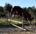 Anglo arabe de 4 ans 