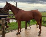 Anglo arabe de 4 ans 