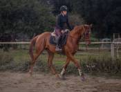 Anglo arabe de 4 ans 