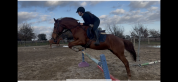 Anglo arabe de 4 ans 