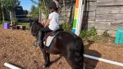 Ponette Sheltand 