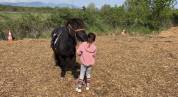 Ponette Sheltand 