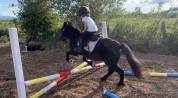 Ponette Sheltand 