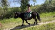 Ponette Sheltand 
