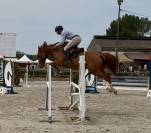 Kraker hongre de 5 ans