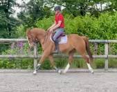 Kraker hongre de 5 ans