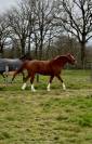 Kraker hongre de 5 ans