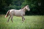 Magnifique pouliche PRE Isabella (double Perle)