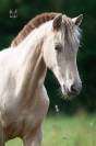 Magnifique pouliche PRE Isabella (double Perle)