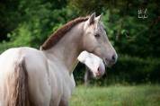 Magnifique pouliche PRE Isabella (double Perle)