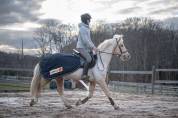 Ponette Welsh Cob 6 ans