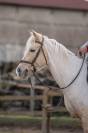 Ponette Welsh Cob 6 ans