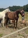 Pouliche 2 ans 