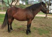 Hongre 6 ans 1m35 