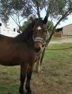 Hongre 6 ans 1m35 