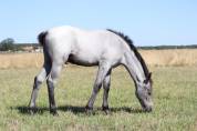 Colt French Saddle Pony For sale 2025 Grey