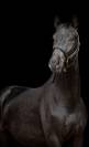 Superbe hongre dressage par Don juan 