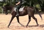 Superbe hongre dressage par Don juan 